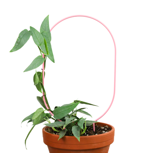 "Oval" Metal Trellis - www.Shopthatapp.com #