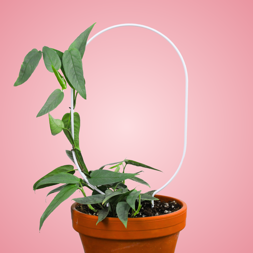 "Oval" Metal Trellis - www.Shopthatapp.com #